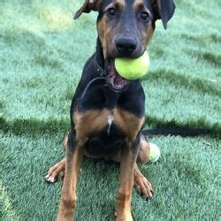 doberman rescue missouri